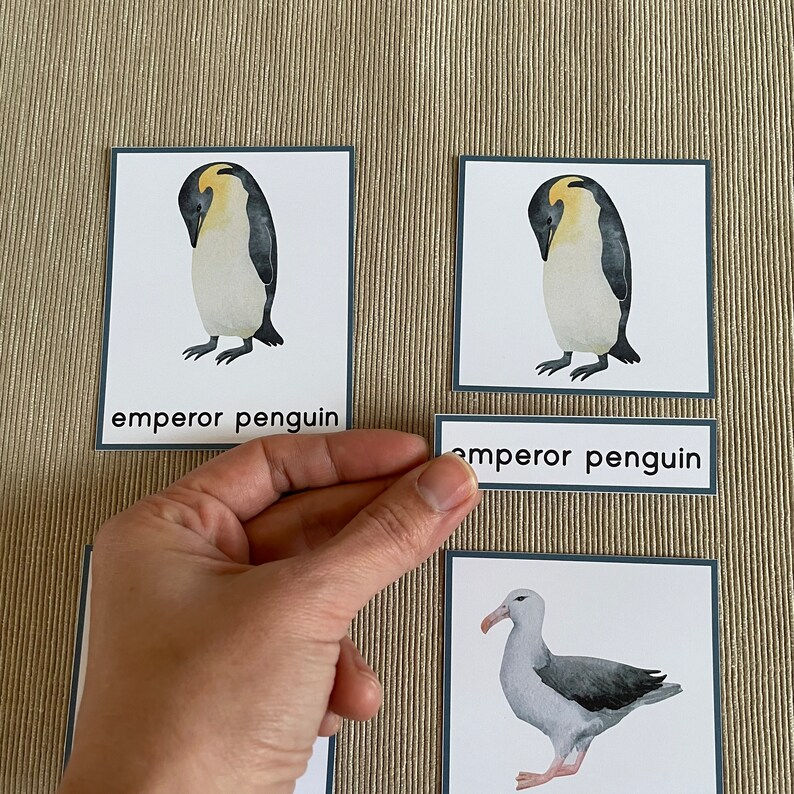 Thumbnail: Animals of Antarctica Montessori 3-part cards