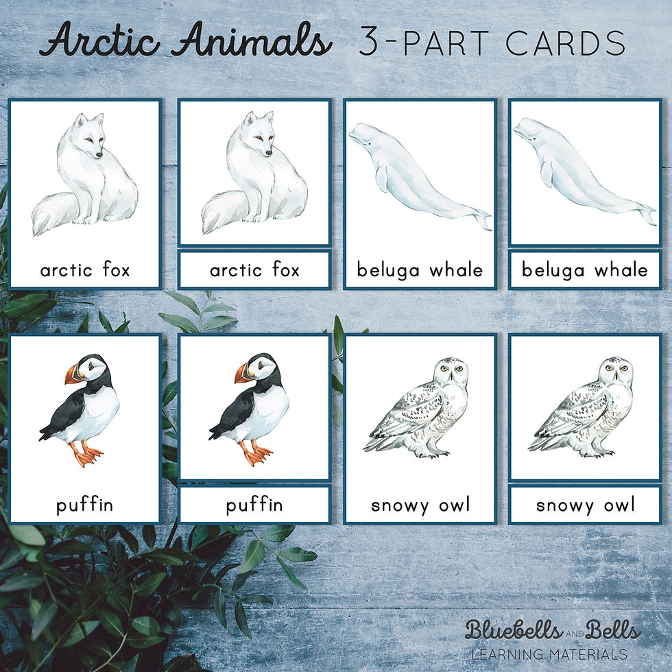 Thumbnail: Montessori Arctic animals 3 Part cards