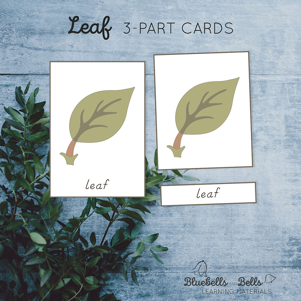 Thumbnail: Parts of a Leaf Nomenclature cards, Charts, Blackline master