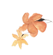 IMG_1074_edited.png