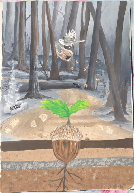 Acorn drawing growing a new tree. Youth National Forest Week winning art.