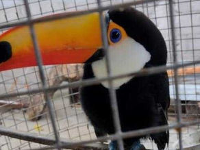 Rehabilitan un tucán y seis aves autóctonas rescatadas de cautiverio