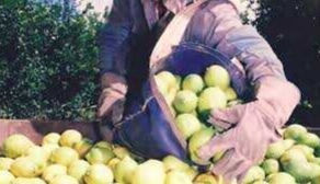 Limoneros Autoconvocados: cortan accesos en Tafí Viejo, Famaillá, Acheral y Concepción