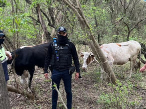 Rescatan dos vacunos a punto de ser faenados