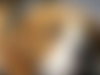 España: más de 30 cachorros beagle serán sacrificados en un experimento