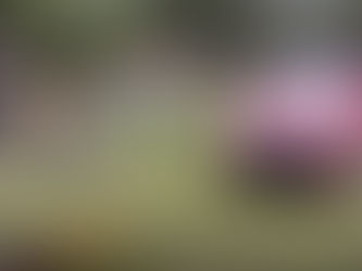 Puso un Pitbull a tirar de un auto y ahora es investigado