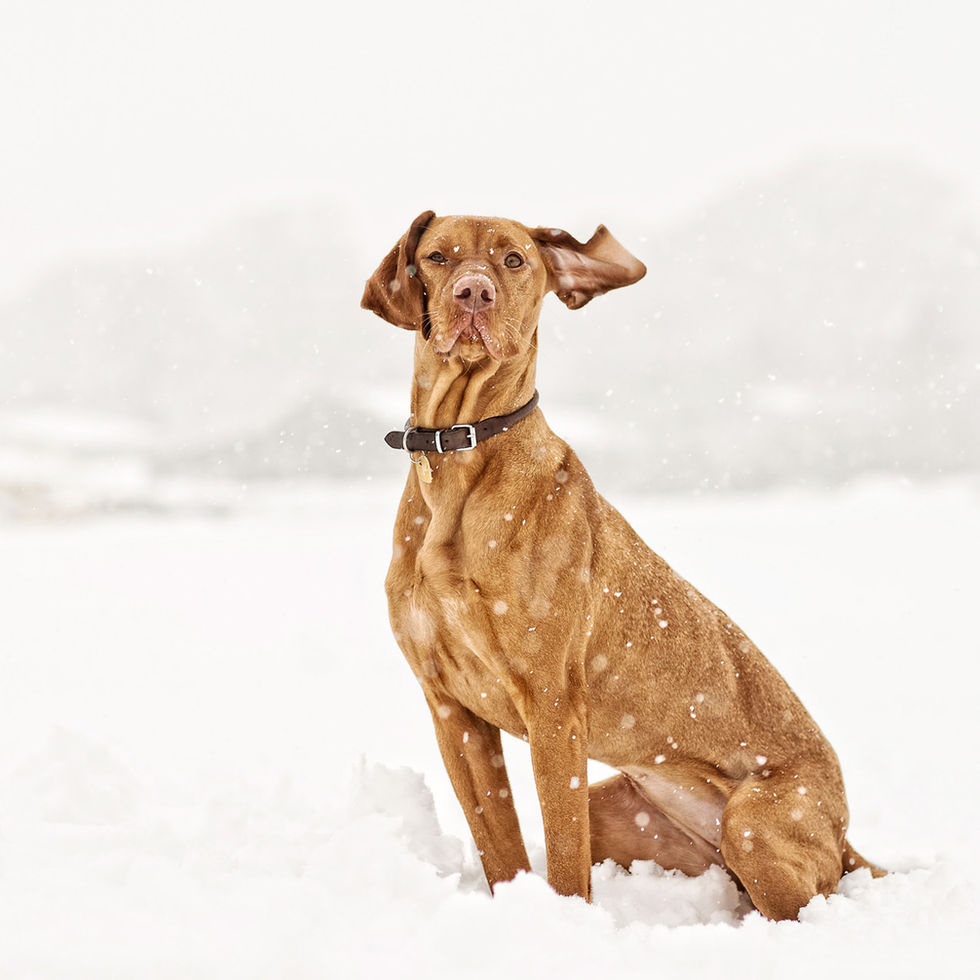 A portrait of a short haired Hungarian Vizsla dog in the snow