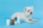 cute-white-little-puppy-isolated-blue.jpg