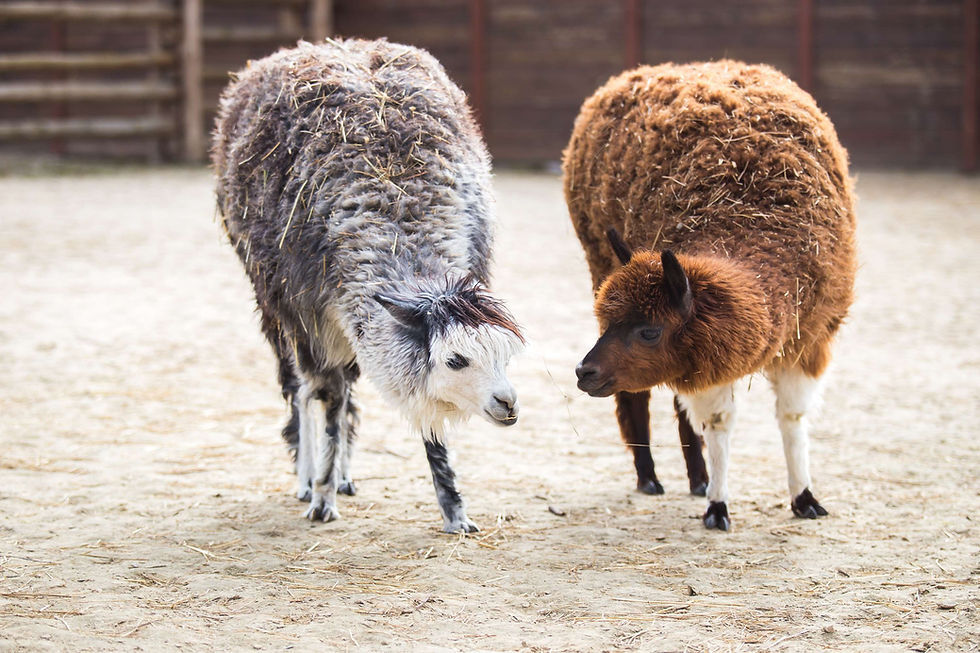 Hugging 2 llamas: how to use huggingface and llama2