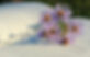 flowers-9115519_1280.jpg