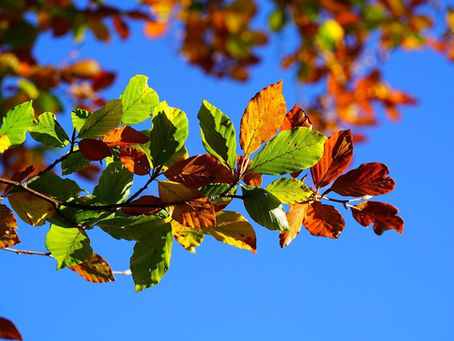 The Real Path to Transformation this September