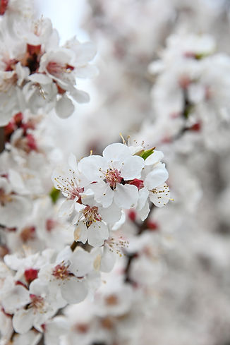 Fabricant maquillage Clean Beauty France, Nippon Shikizai France cosmetiques naturels et bio, Clean beauty