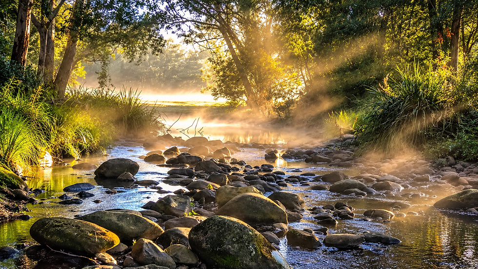 Sunlight through trees and flowing water representing healing, renewal and the meaning behind Amanzi