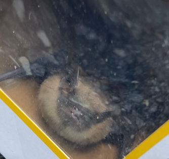 live bat safely hand removed from Mount Laurel New Jersey