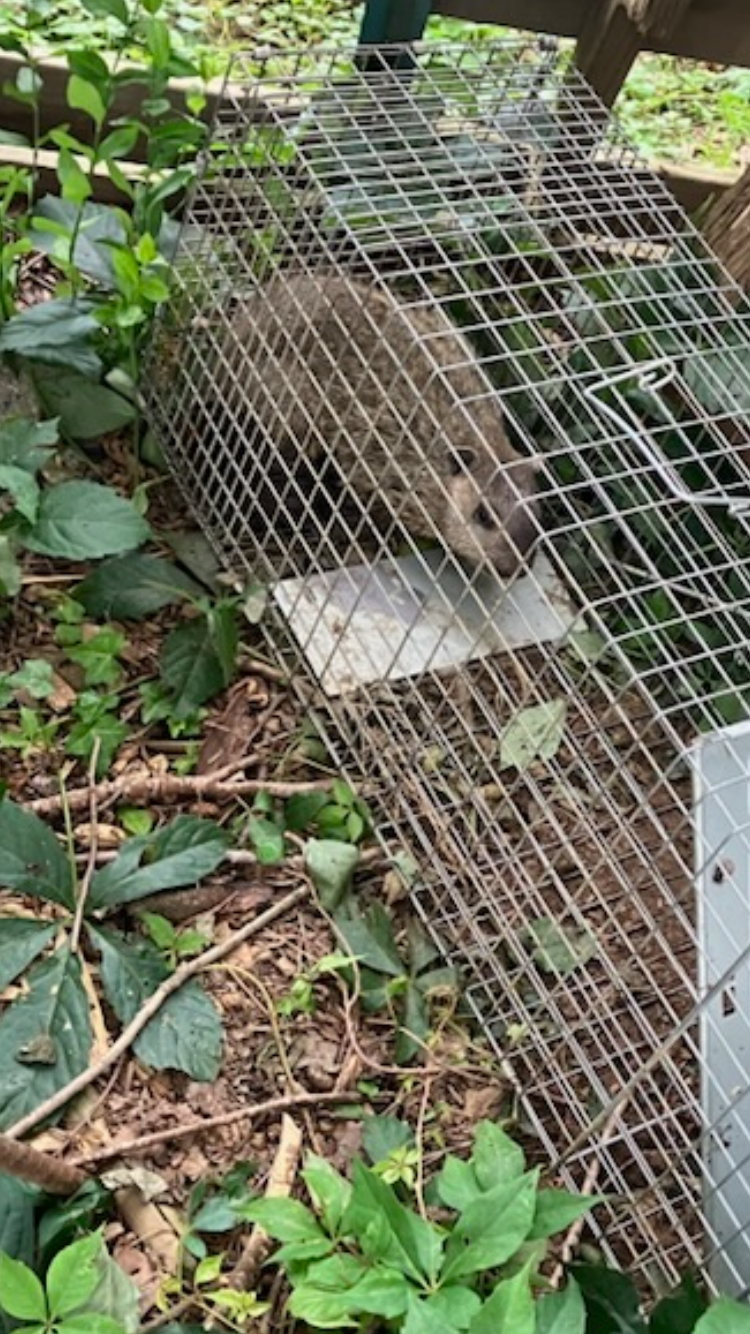 Humane groundhog trapping and relocation