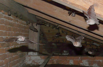 bats flying around attic space