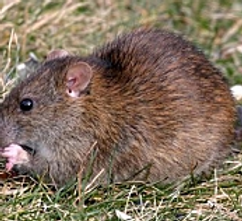 norway rat.png