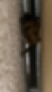 Brown bat roosting in roofline