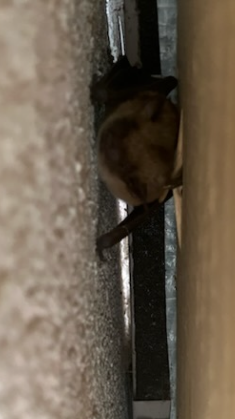 Brown bat roosting in roofline