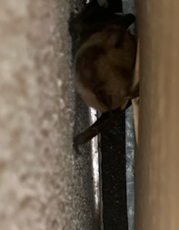 bat under roofline