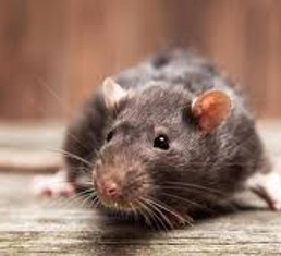 rodent.jpg