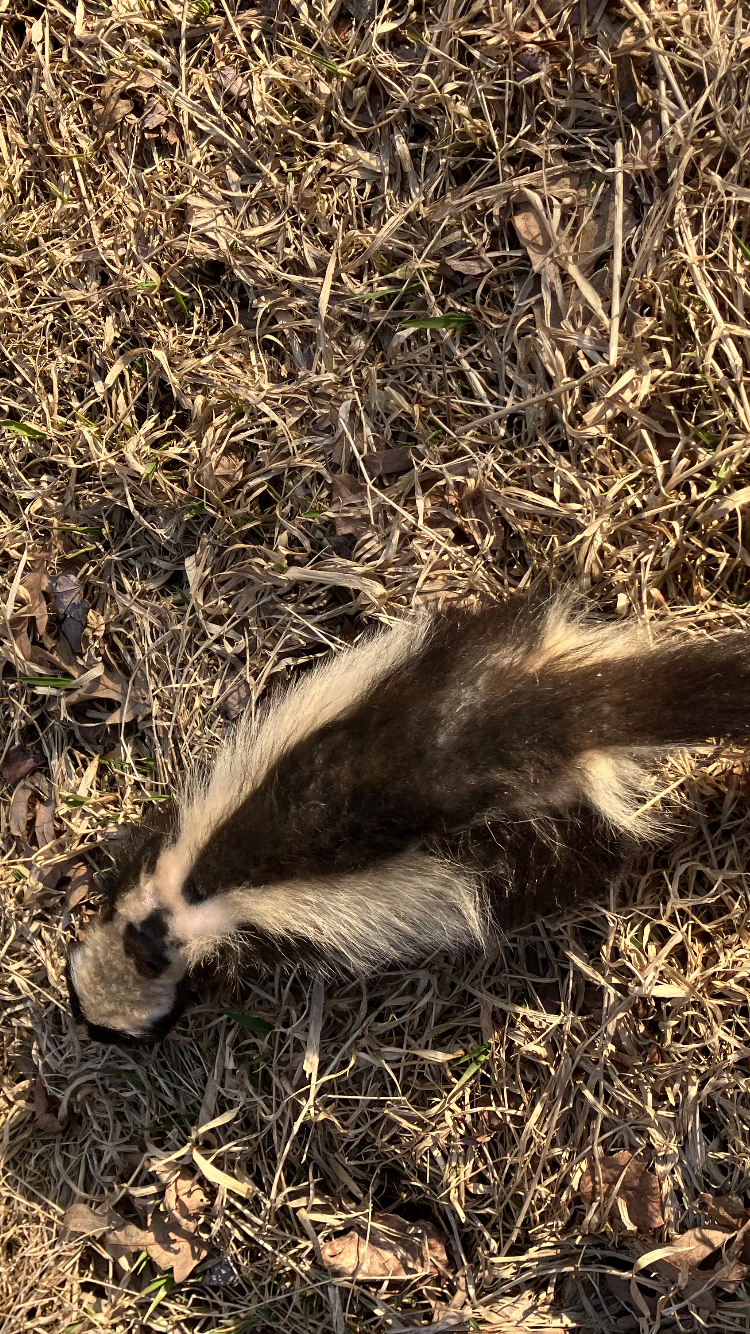 Top 5 Wildlife Problems Homeowners Face in Spring (Moorestown & South Jersey Guide)