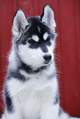 83889512_10215183304005237_7604690229831