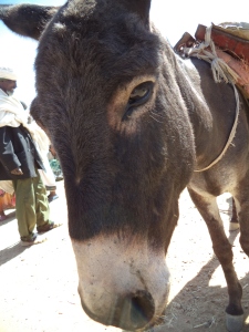Ethiopia Mule