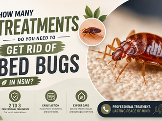 How Many Treatments Do You Need to Get Rid of Bed Bugs in NSW?