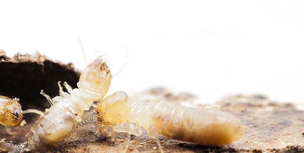 termite-inspection.jpg