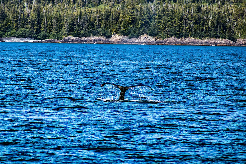 Humpback Tails Series: 2