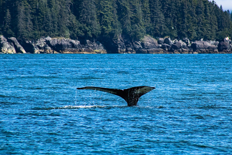 Humpback Tails Series: 4