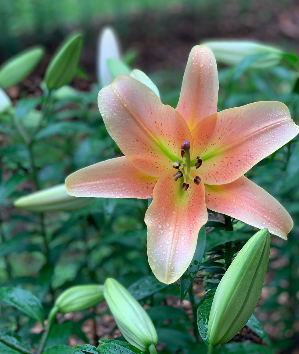 Thumbnail: Lilies in July Subscription
