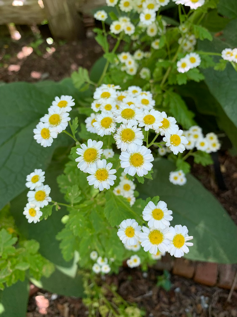 Thumbnail: Independence Day Flowers