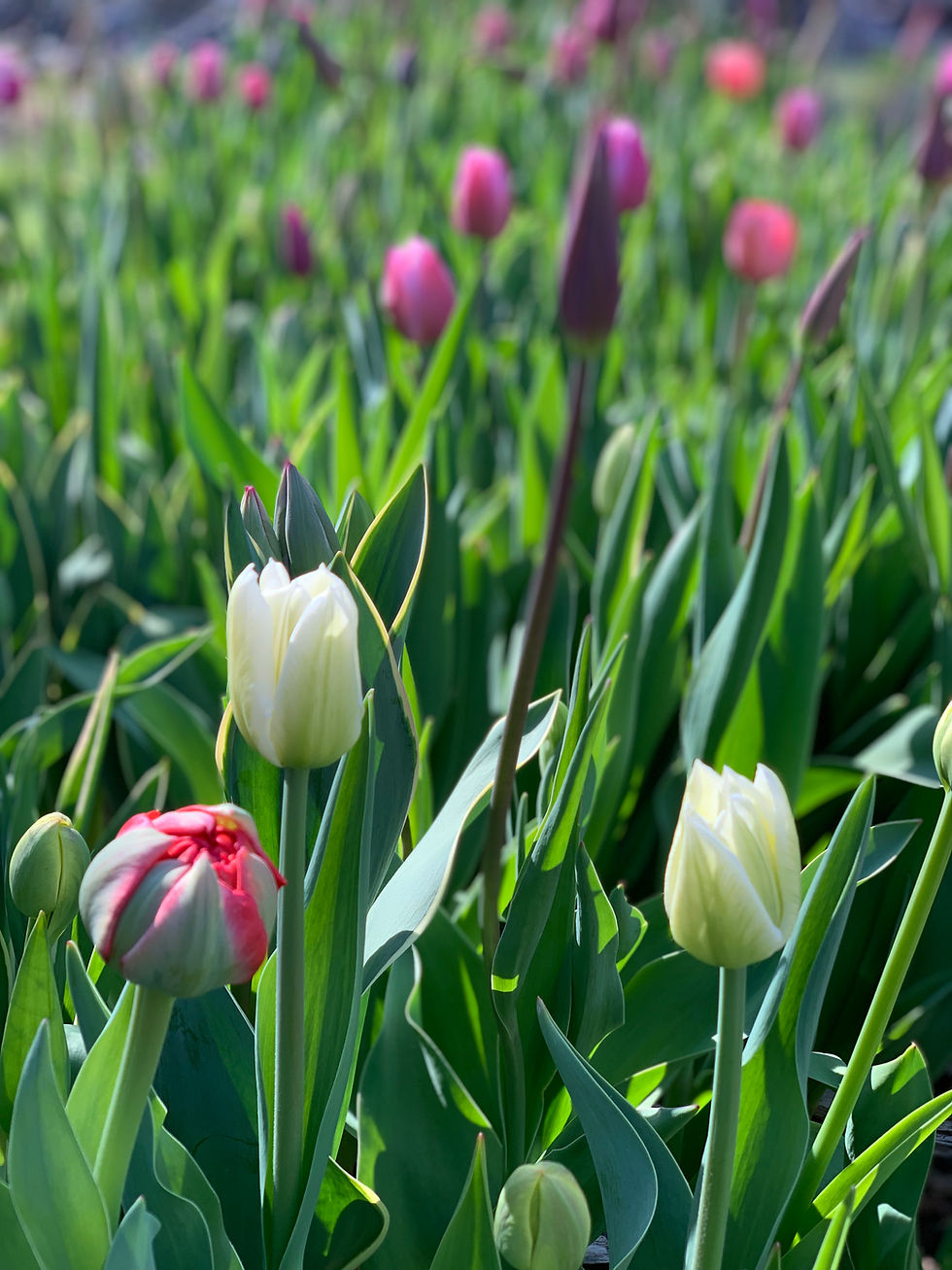 Thumbnail: Spring Flowers Subscription