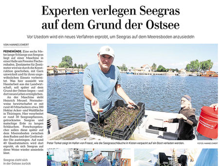 Projekt zur Ansiedelung von Seegras auf dem Meeresboden wischen dem Ruden und der Greifswalder Oie
