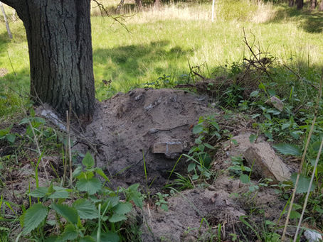 Welt-Artikel über Raubgräber in Peenemünde