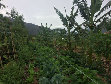 Why We ‘Plant The Rain’–Water’s Essential Role