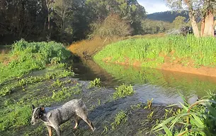 Back-flood swale overflow system featuring a level-sill spillway in action, designed and built by David Spicer Permaculture