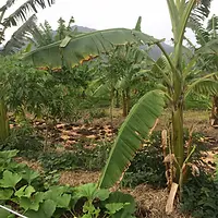 Tropical agroforestry and water harvesting project in New Caledonia: Permaculture consultancy, design, and installation by Doc Spice Permaculture