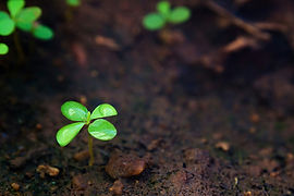 Healthy-soil-with-new-life.jpg