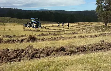 Cultivating-tree-rows-in-a-new-agro-forestry-system.webp