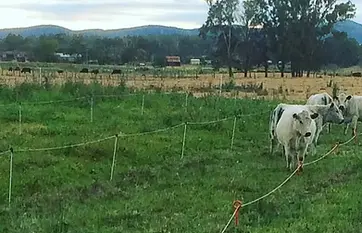 Holistically managed high-density strip grazing system using portable electric fencing and mobile water points, designed by Doc Spice Permaculture