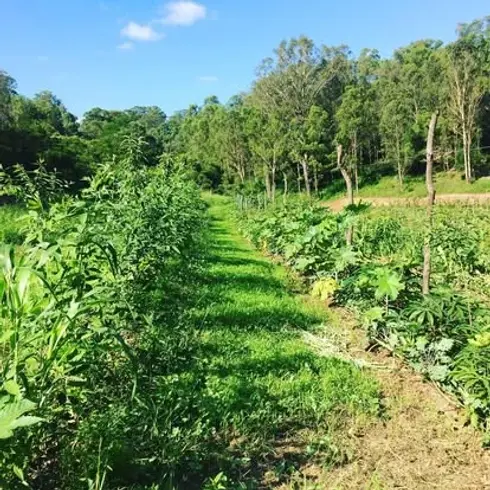 Thriving syntropic agroforestry system in Richmond, Sydney at 6 months post-installation, designed by Doc Spice Permaculture