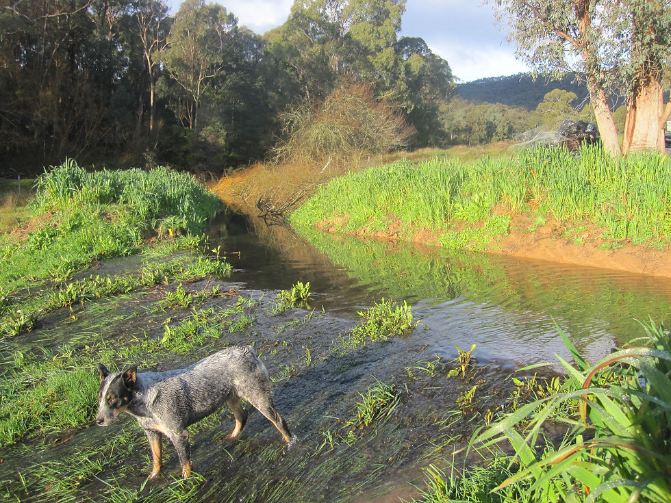Level-sill spillway for permaculture earthworks designing sustainability into landscapes for resilience