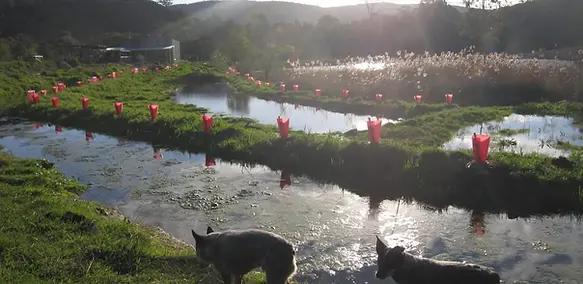 Integrated aquaculture pond and water harvesting installation filled with rainwater, designed by Doc Spice Permaculture consultancy