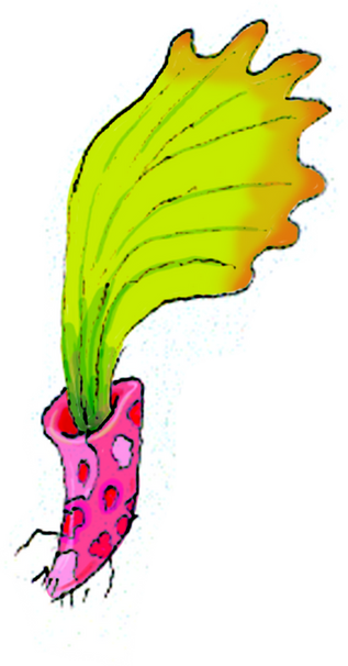 picklefan.png