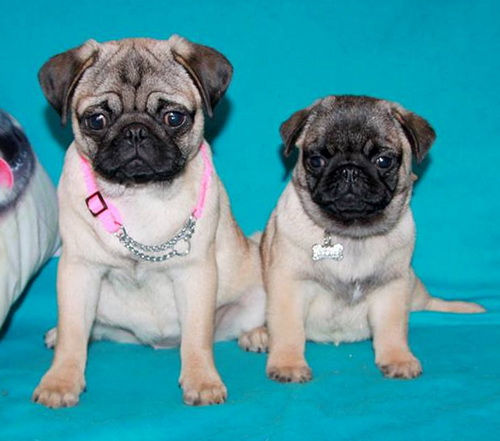 20.10.16 Катюша 4, 5 м. и Милочка 3 м.