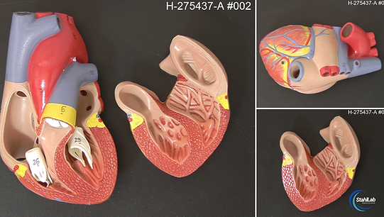 Macro Imaging System for Pathology