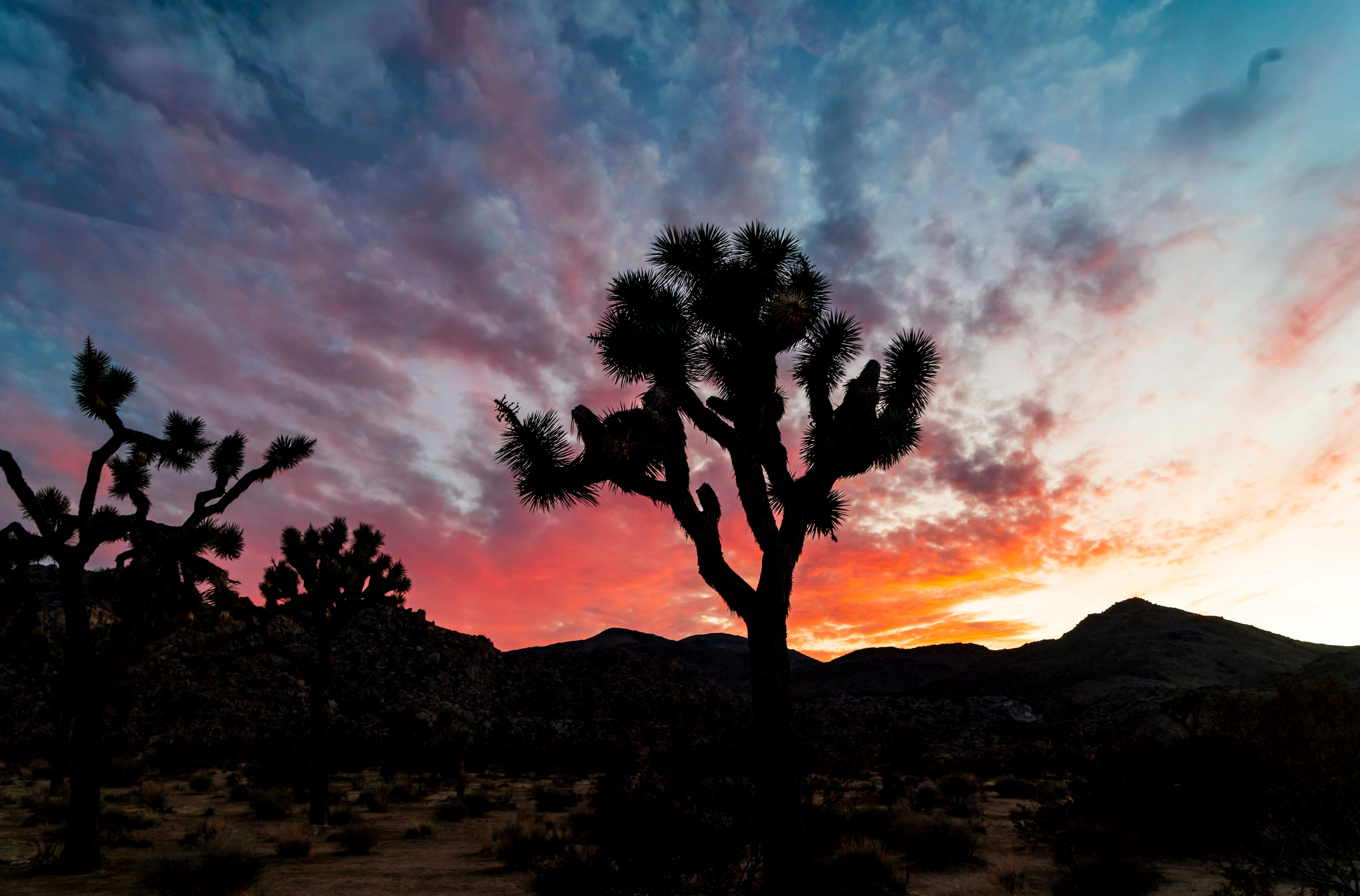 Joshua Tree, California